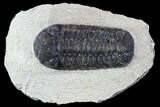 Bargain, Austerops Trilobite - Ofaten, Morocco #106034-1